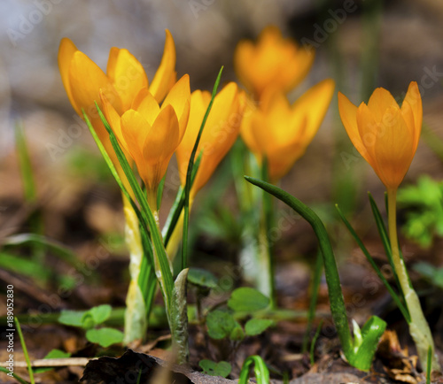 Beautiful yellow crocus flowers closeup