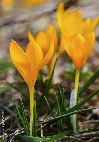 Beautiful yellow crocus flowers closeup