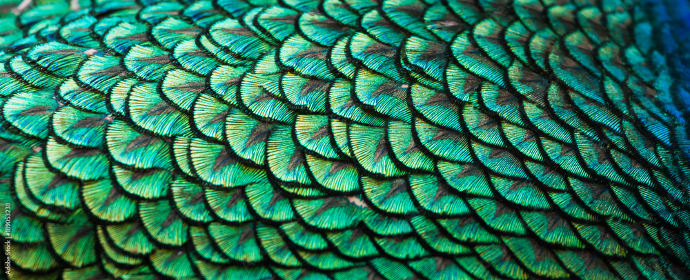 Obraz premium Pawie, kolorowe detale i piękne pawie pióra.