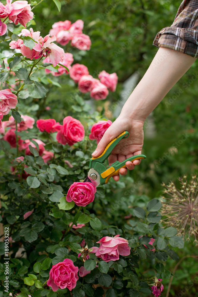 Fototapeta premium Girl prune the bush (rose) with secateur in the garden