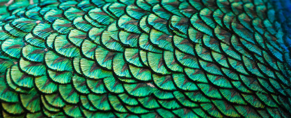 Fototapete Pfau Pfauen mit farbenfrohen Federdetails  © beerphotographer