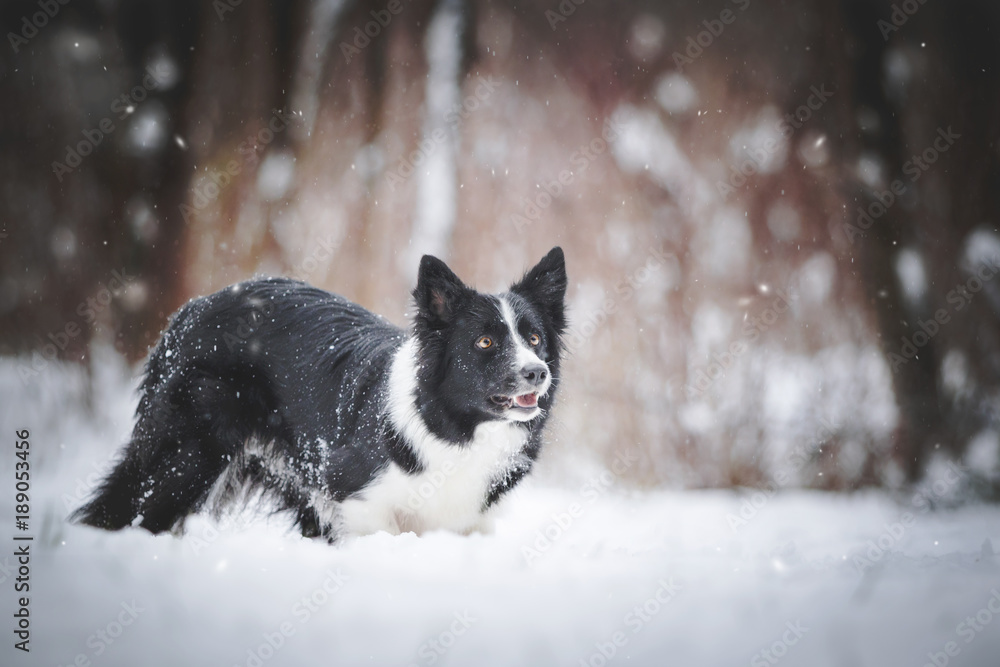 Border Collie im Schnee