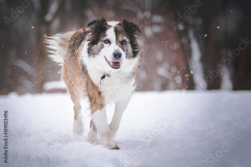 Fototapeta Naklejka Na Ścianę i Meble -  Border Collie im Schnee