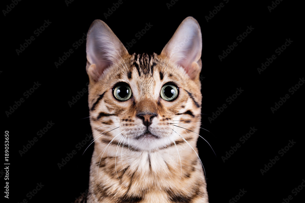 Bengal Kitten- Katze - im Studio - schwarzer Hintergrund 