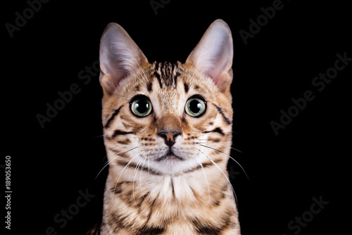 Bengal Kitten- Katze - im Studio - schwarzer Hintergrund 