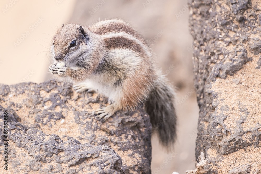 Naklejka premium Squirrel eating some bread for lunch
