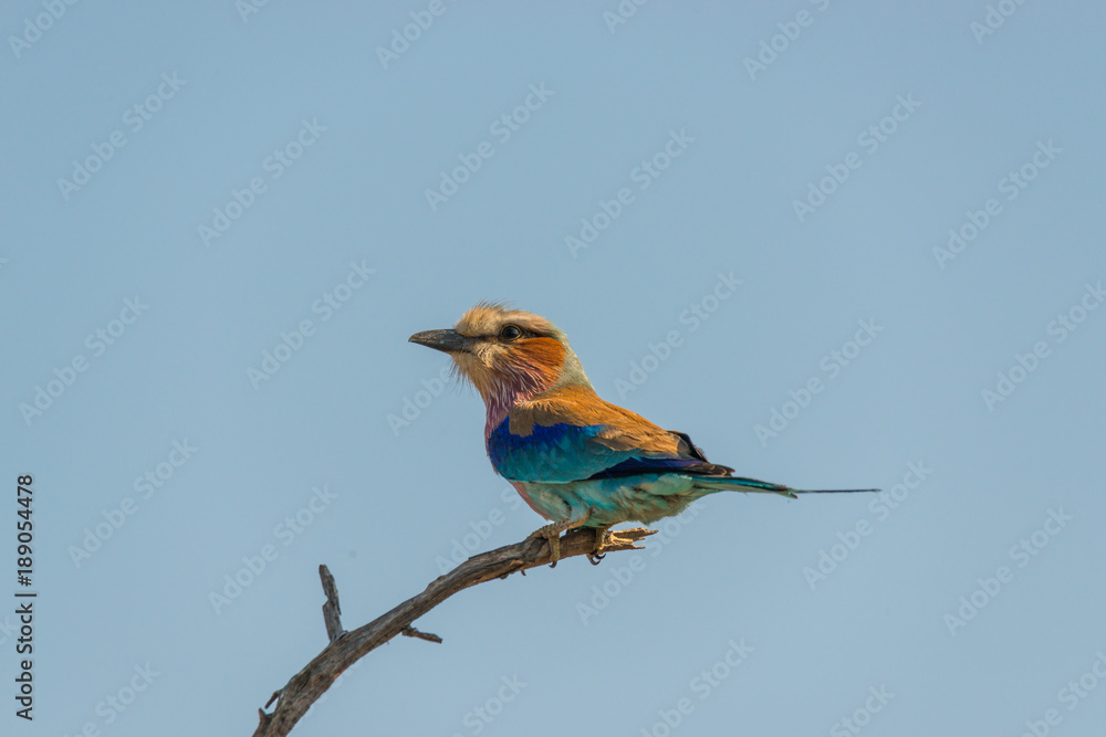 roller over tree branch colors