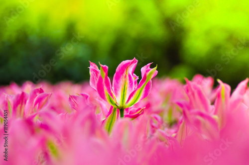 pink tulip standing front in a fild of pink tulips with green background