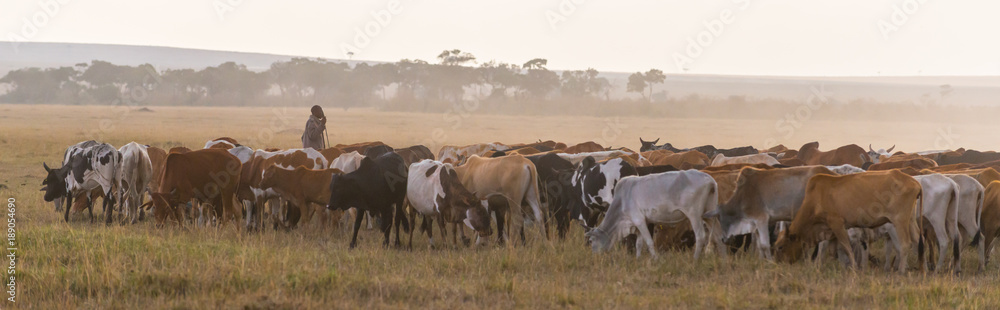 masai herding cows
