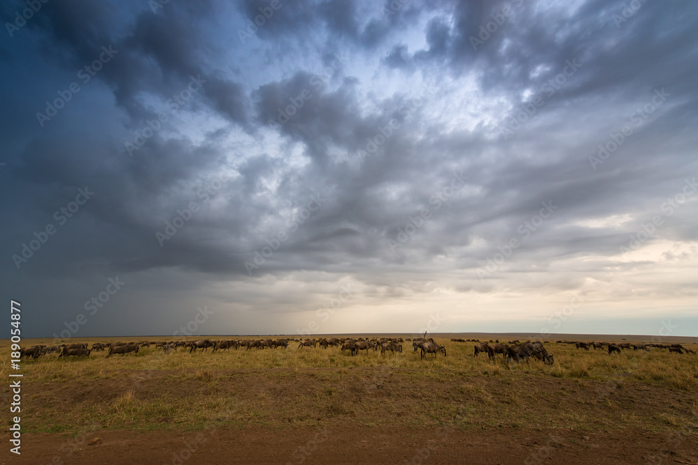 African savannah wildebeest migration