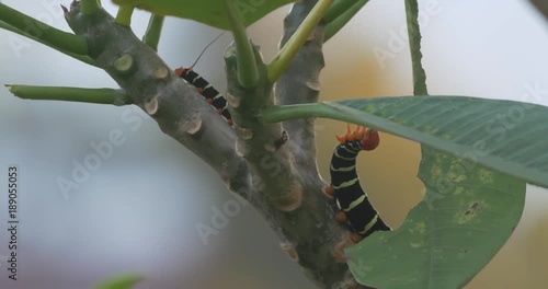 Frangipani Hornworm Caterpillar, Gathering Food, Costa Rica photo