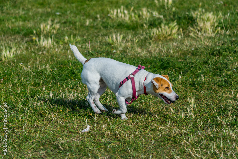 Jack Russell terrier.