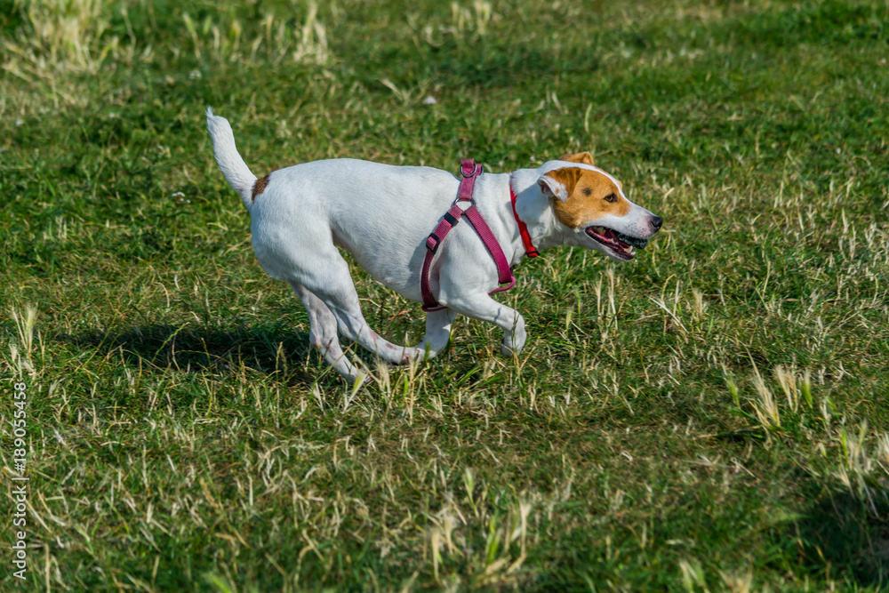 Jack Russell terrier.