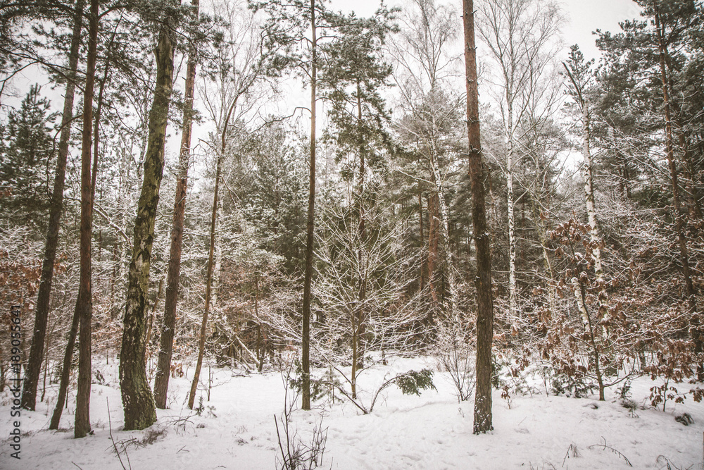 Winter landscape in a forest Winter landscape in a forest