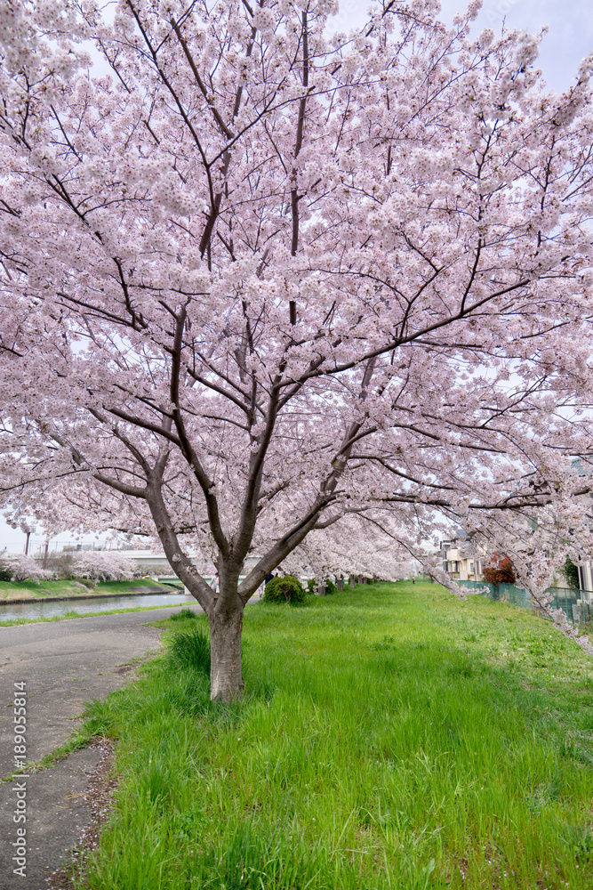 Fototapeta premium 満開の桜