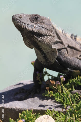 upright picture of a iguana near tulum, mexico © Maik Boenig