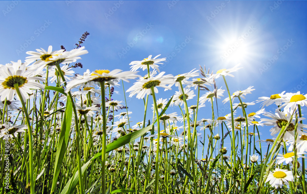 Obraz premium Frühlingserwachen: Meditation, Glück, Freude, Entspannung: Relaxen in Blumenwiese mit leuchtend schönen Margeriten unter blauem Himmel mit Sonne :)
