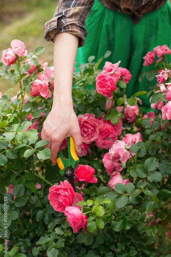 Girl prune the bush (rose) with secateur in the garden