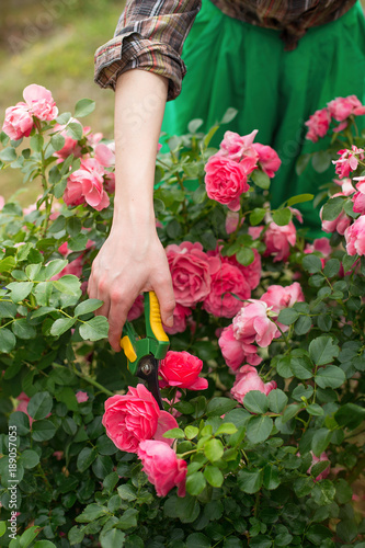 Obraz na płótnie Girl prune the bush (rose) with secateur in the garden w salonie
