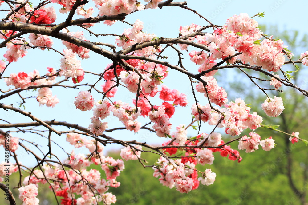 Obraz premium さくら