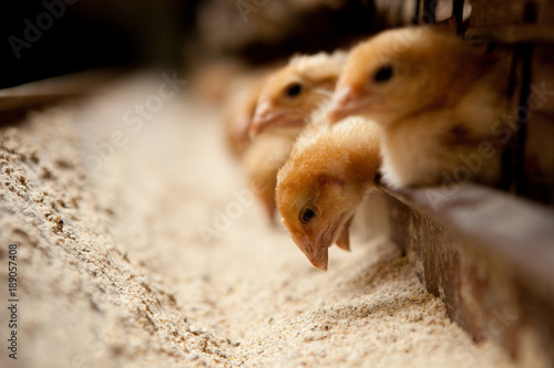 Fotografia chicks feed on the farm