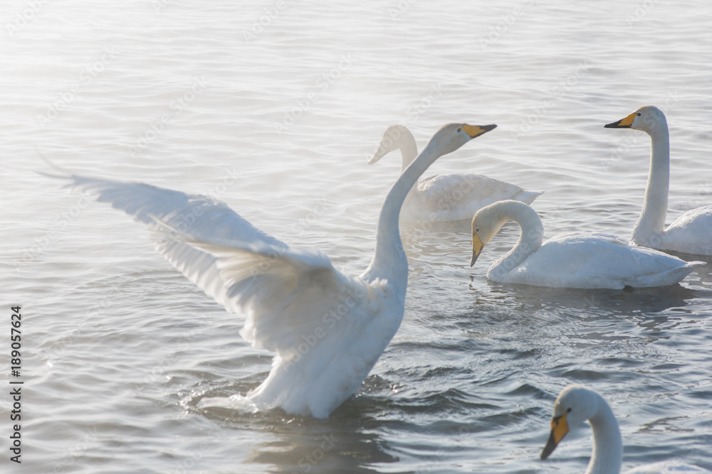 Fototapeta premium Beautiful white whooping swans swimming in the nonfreezing winter lake. The place of wintering of swans, Altay, Siberia, Russia.