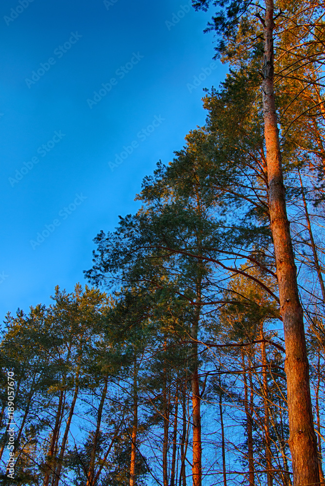 Fototapeta premium Pine trees in the forest against a bright blue sky