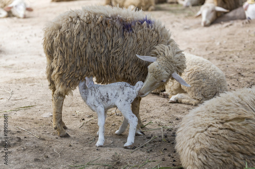 Mother ewe keeps a watchful guard over a lamb that is suckling
