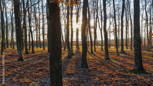 Nice sunny autumn forest in sunset light
