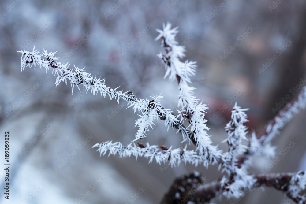 Obraz premium Frosty winter tree details close-up covered with white snow