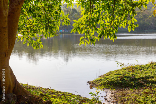 landscape tree with leaf over lake and land