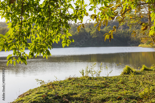 green leaf over lawn with yellow sun light near lake