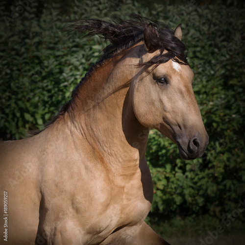 Portrait of a buckskin horse running with developing mane on nature background