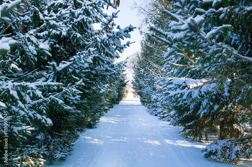 Winter conftiterous forest alley on sunny day with white snow photo