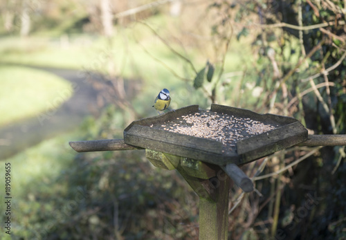 Eurasian blue tit eating seeds off a wooden bird table 
