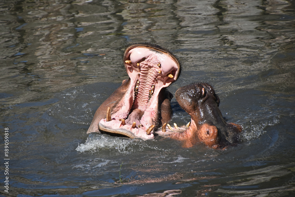 Fototapeta premium Couple of hippos swim and play in water