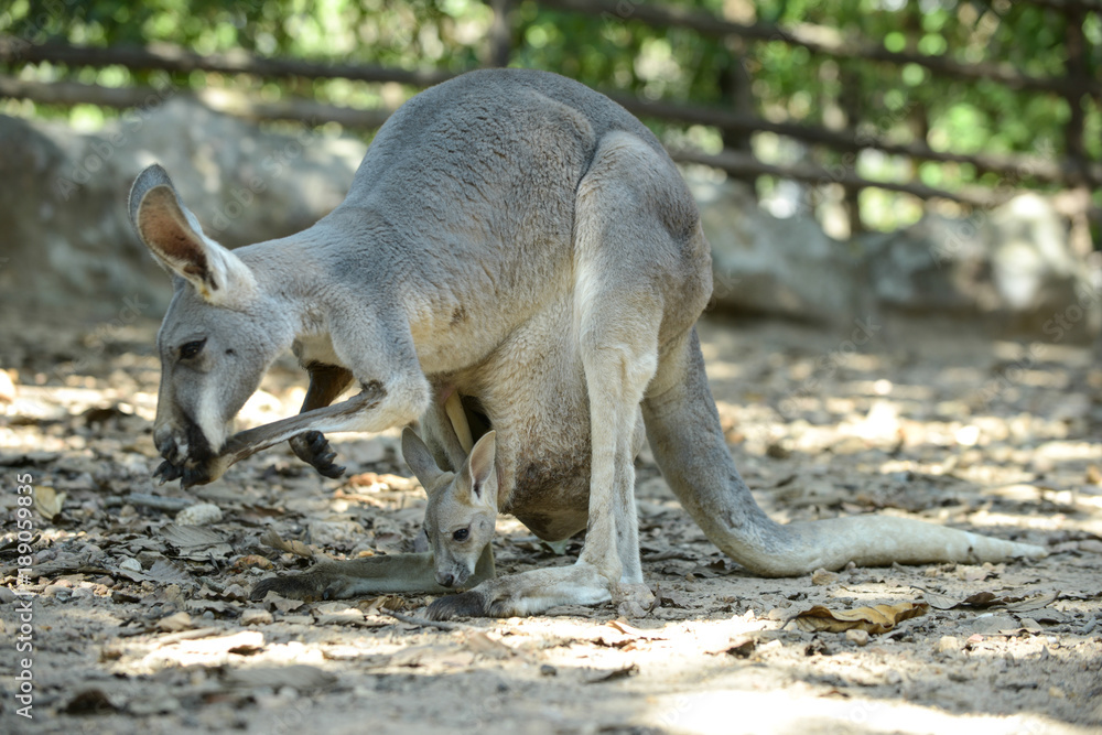 joey (baby kangaroo)
