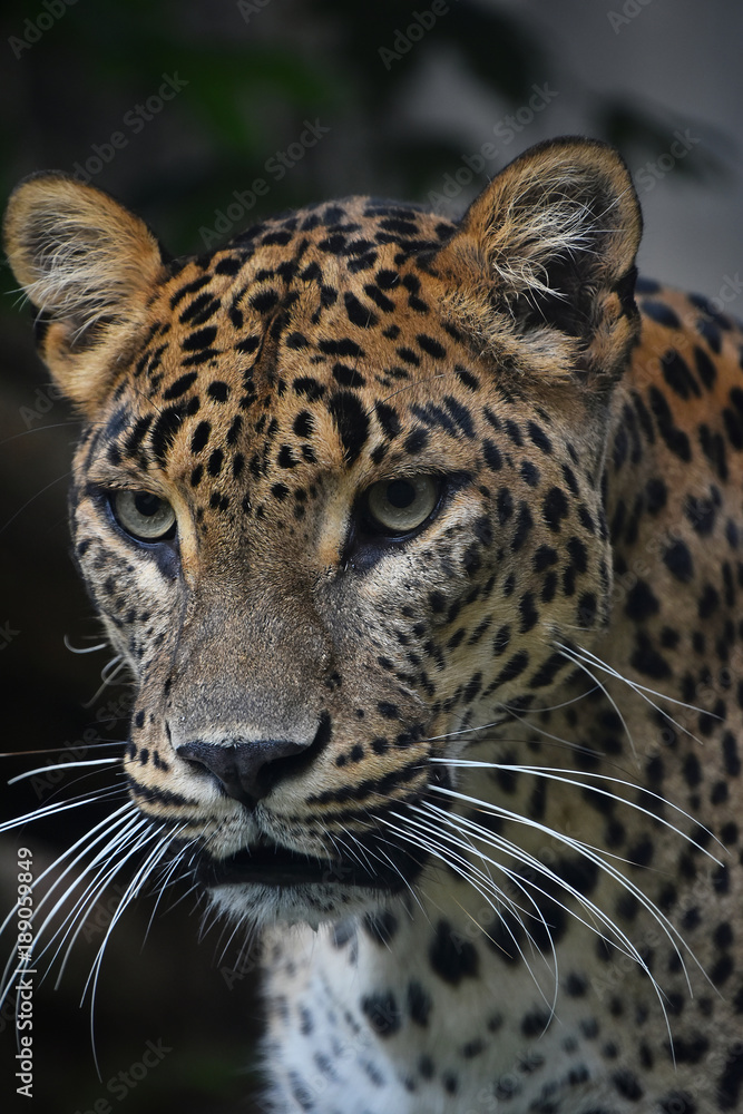 Obraz premium Close up portrait of Persian leopard