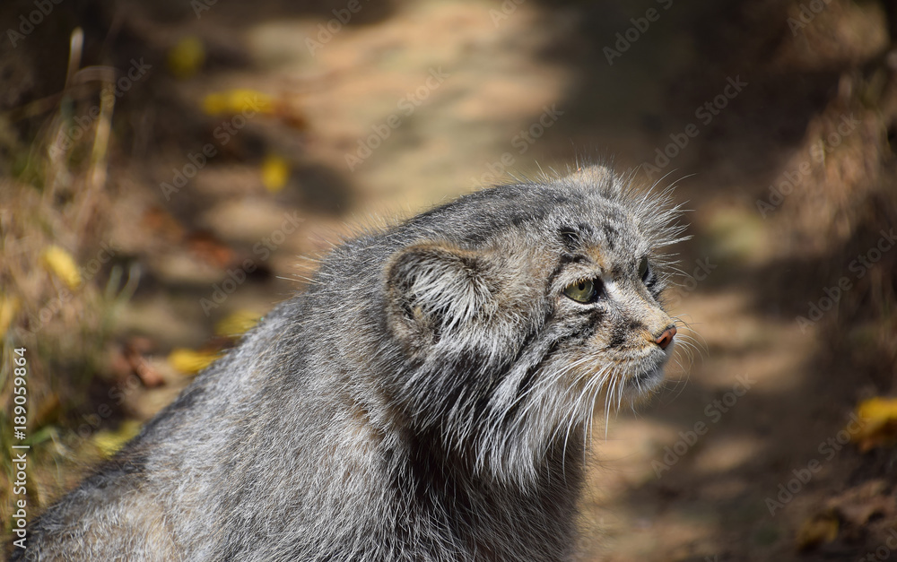 Close up side profile portrait of manul Pallas cat Close up side profile portrait of manul Pallas cat