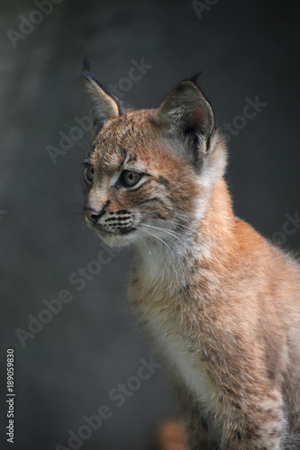 Close up portrait of Eurasian lynx kitten