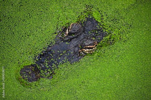 Close up portrait of crocodile in green duckweed