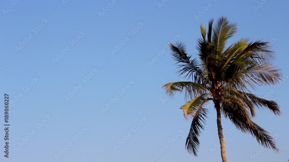 Coconut or date tree shaking, ocean wind blowing hard, trees dancing, beautiful motion of tropical trees of Oman beach on a bright sunny day, cold or hot hard breeze blowing sand spreading, trees shad Coconut or date tree shaking, ocean wind blowing hard, trees dancing, beautiful motion of tropical trees of Oman beach on a bright sunny day, cold or hot hard breeze blowing sand spreading, trees shad