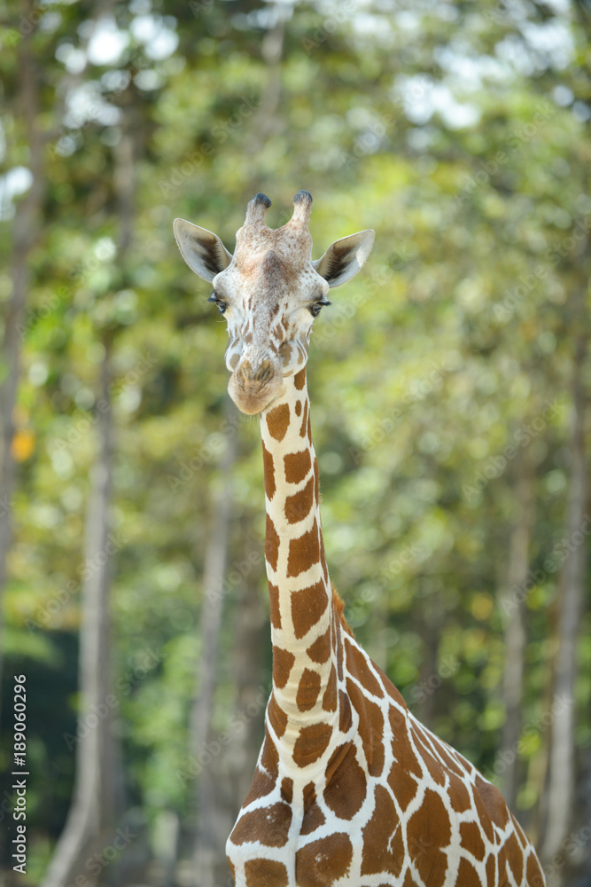 Obraz premium Red River Hog