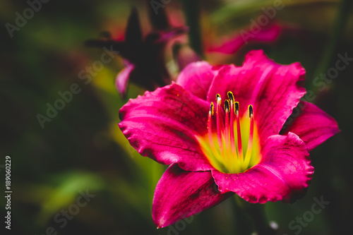 Slika na platnu Red colorful flower in summer