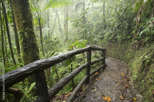 Path in the jungle 
