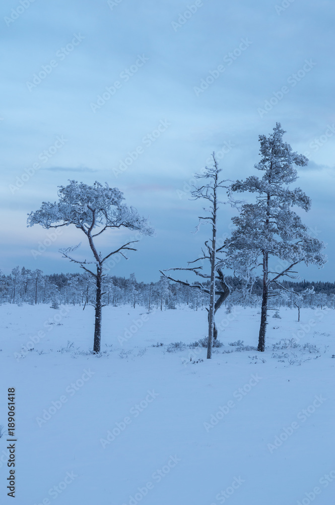 Frosty trees in snowy winter landscape Frosty trees in snowy winter landscape