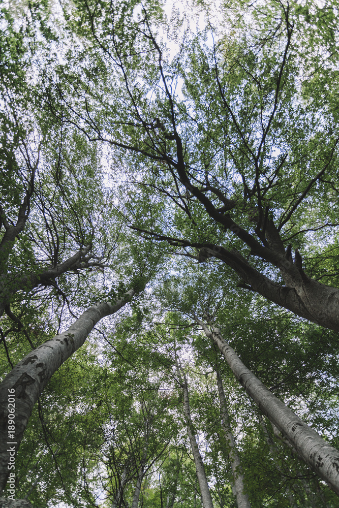 Fototapeta premium Low wide angle through the branches of green forest during summertime.