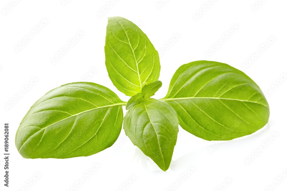 Basil leaves in closeup Basil leaves in closeup