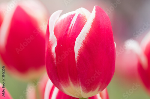 Fast blooming ice tulip photo