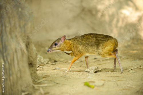 Lesser Mouse-deer photo